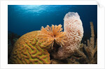 Caribbean Coral Reef by Anonymous