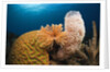 Caribbean Coral Reef by Anonymous