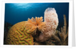 Caribbean Coral Reef by Anonymous