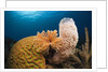 Caribbean Coral Reef by Anonymous