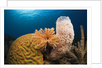 Caribbean Coral Reef by Anonymous