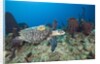 Hawksbill Turtle tagged with Transmitter by Anonymous