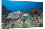 Hawksbill Turtle tagged with Transmitter by Anonymous