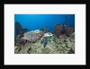 Hawksbill Turtle tagged with Transmitter by Anonymous