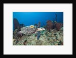 Hawksbill Turtle tagged with Transmitter by Anonymous
