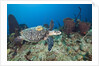 Hawksbill Turtle tagged with Transmitter by Anonymous