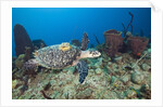 Hawksbill Turtle tagged with Transmitter by Anonymous