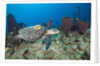 Hawksbill Turtle tagged with Transmitter by Anonymous