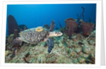 Hawksbill Turtle tagged with Transmitter by Anonymous