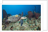 Hawksbill Turtle tagged with Transmitter by Anonymous