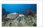 Hawksbill Turtle tagged with Transmitter by Anonymous