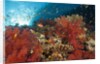 Red Soft Corals (Dendronephthya) by Anonymous