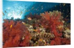 Red Soft Corals (Dendronephthya) by Anonymous