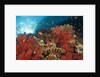 Red Soft Corals (Dendronephthya) by Anonymous