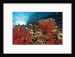Red Soft Corals (Dendronephthya) by Anonymous