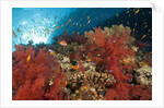 Red Soft Corals (Dendronephthya) by Anonymous