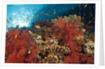 Red Soft Corals (Dendronephthya) by Anonymous