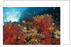 Red Soft Corals (Dendronephthya) by Anonymous