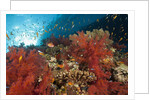Red Soft Corals (Dendronephthya) by Anonymous
