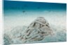 Excrement from a Sea Cucumber (Holothuroidea) by Anonymous