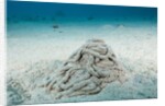 Excrement from a Sea Cucumber (Holothuroidea) by Anonymous