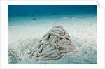 Excrement from a Sea Cucumber (Holothuroidea) by Anonymous