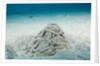 Excrement from a Sea Cucumber (Holothuroidea) by Anonymous