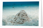 Excrement from a Sea Cucumber (Holothuroidea) by Anonymous