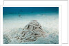 Excrement from a Sea Cucumber (Holothuroidea) by Anonymous