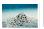 Excrement from a Sea Cucumber (Holothuroidea) by Anonymous