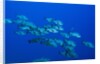 Black Snapper (Macolor niger) by Anonymous