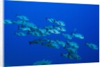 Black Snapper (Macolor niger) by Anonymous