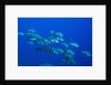 Black Snapper (Macolor niger) by Anonymous