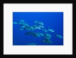 Black Snapper (Macolor niger) by Anonymous