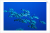 Black Snapper (Macolor niger) by Anonymous