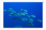 Black Snapper (Macolor niger) by Anonymous