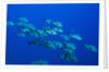 Black Snapper (Macolor niger) by Anonymous