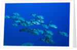 Black Snapper (Macolor niger) by Anonymous