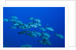 Black Snapper (Macolor niger) by Anonymous