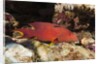 Lyretail Grouper (Variola louti) by Anonymous
