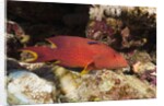 Lyretail Grouper (Variola louti) by Anonymous