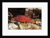 Lyretail Grouper (Variola louti) by Anonymous