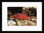 Lyretail Grouper (Variola louti) by Anonymous