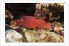 Lyretail Grouper (Variola louti) by Anonymous