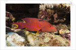 Lyretail Grouper (Variola louti) by Anonymous
