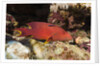 Lyretail Grouper (Variola louti) by Anonymous