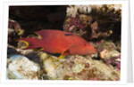 Lyretail Grouper (Variola louti) by Anonymous