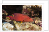 Lyretail Grouper (Variola louti) by Anonymous