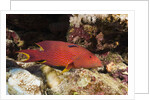 Lyretail Grouper (Variola louti) by Anonymous