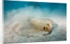 Bluespotted Ribbontail Stingray (Taeniura lymma) by Anonymous